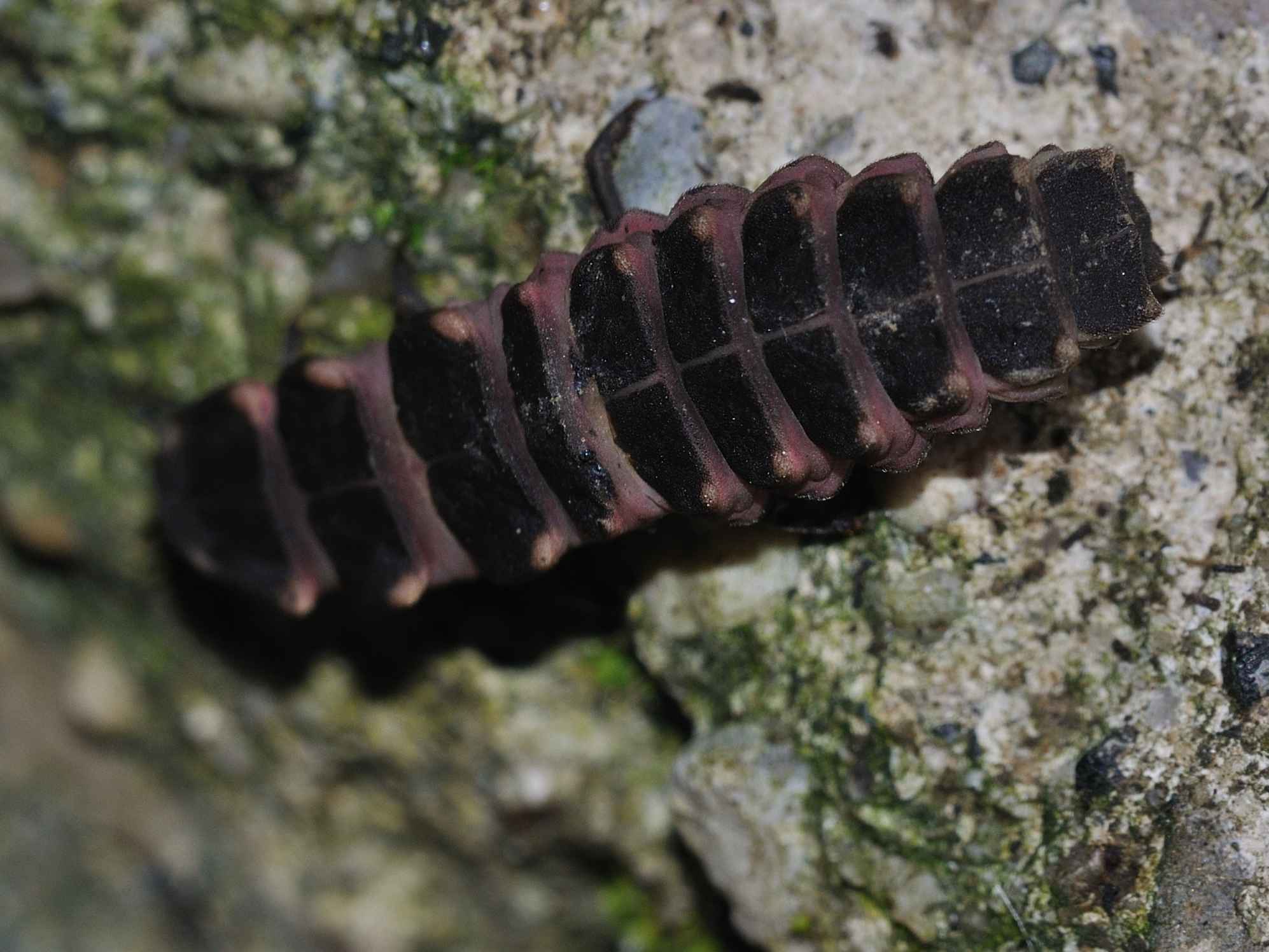 Lampyridae - Lampyris sp Larva